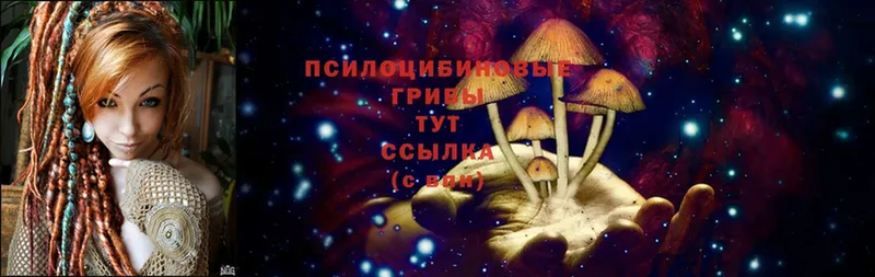 Галлюциногенные грибы Psilocybe  Вытегра 